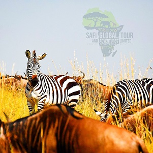 Wildebeest Migration Safari - Calving Season - 5 days (December to March)