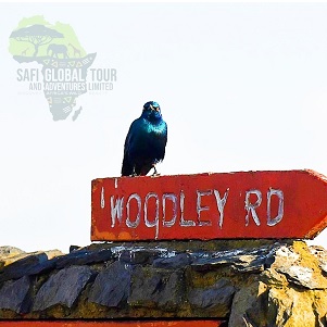 Wildebeest Migration Safari 2025 (All year round) 