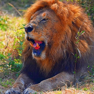 Wildebeest Migration Safari - Western Corridor - 6 days (June)