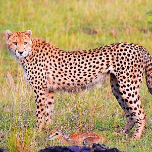 Wildebeest Migration Safari - Green Season - 5 days (April & May)