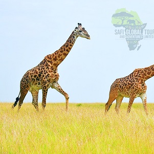 Wildebeest Migration Kenya & Tanzania - 11 days (June to October)