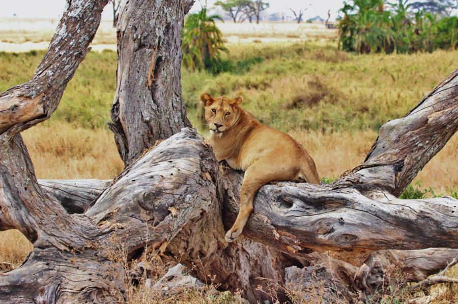 Lion Big 5