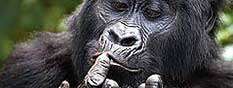 Gorilla & Chimpanzee